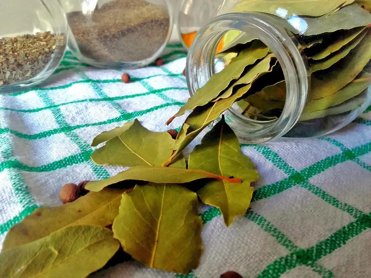 Immagine selezionata